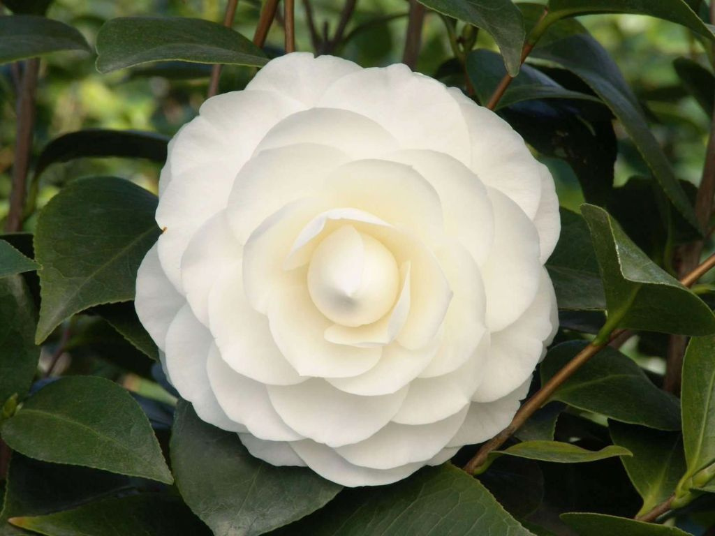 Kamélia japonská Nuccio´s Gem, výška 50-70 cm, kvetináč 7 l