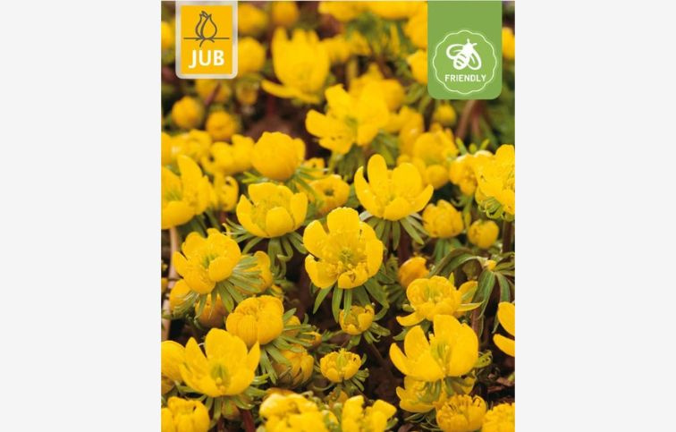 Tavolín - Eranthis cilicica 15 ks v balení