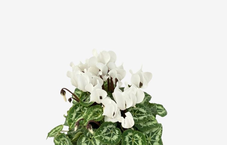 Cyklamén SS Compact White, kont. p10,5