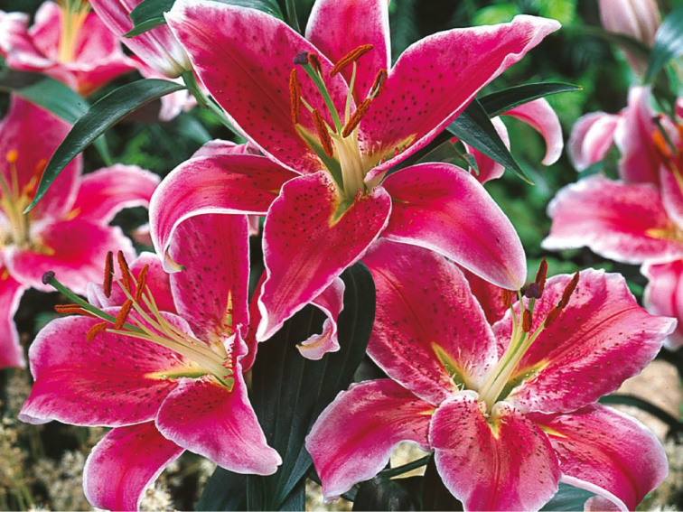 Ľalia Star Gazer, kvetináč 11 cm