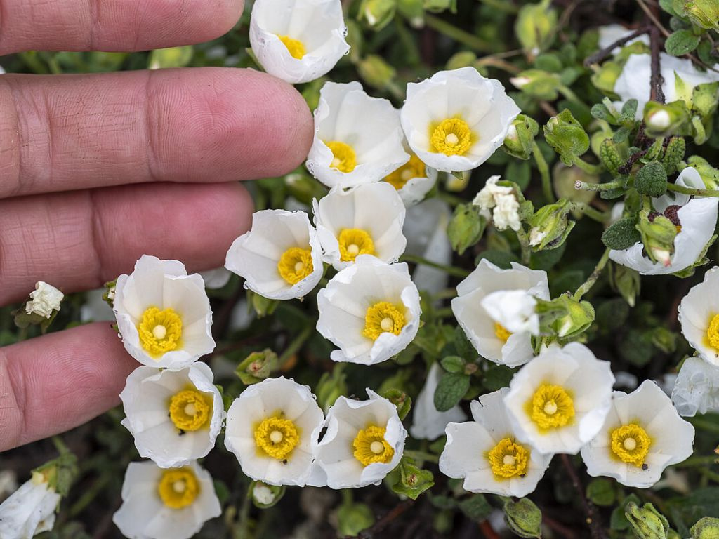 Cistus obtusifolius