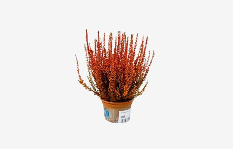 Vres Picasso farbený oranžový, kont. p9,5