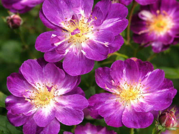 Ruža popínavá Veilchenblau, výška 50-60 cm, kvetináč 17 cm