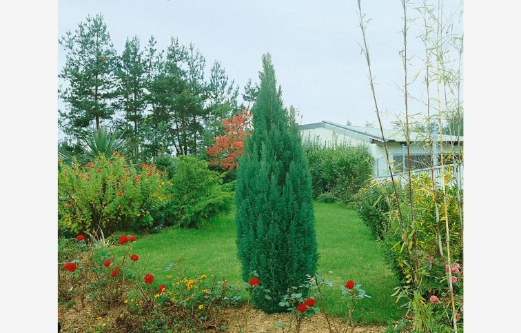 Cypruštek lawsonov Ellwoodii cca 25 cm, kont. p11