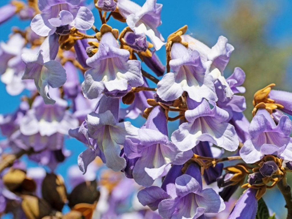 Paulovnia fortuneova Fast Blue na kmienku, výška 200-250 cm, kvetináč 15-25 l