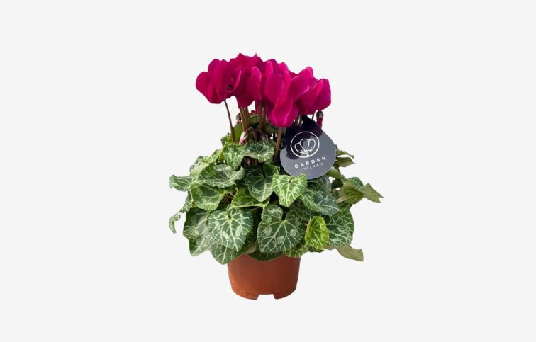 Cyklamén SS Compact Purple, kont. p10,5