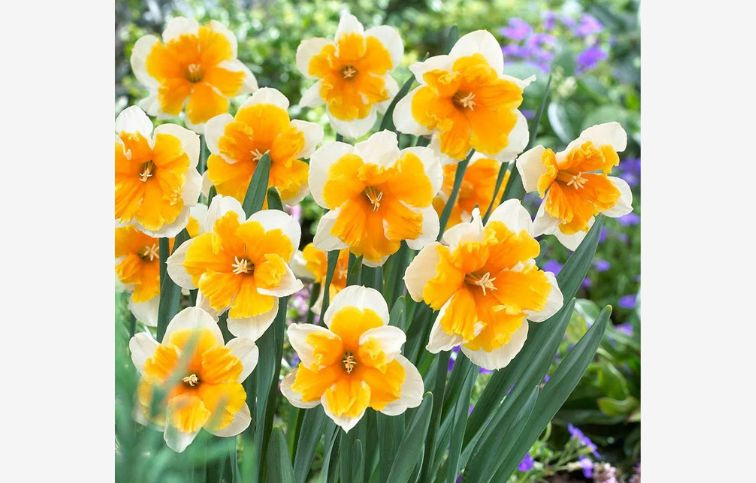 Narcis Orangery 5 ks v balení