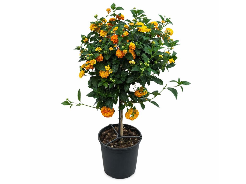 Lantana Simon Orange na kmienku, výška 30-40cm, kvetináč 14 cm