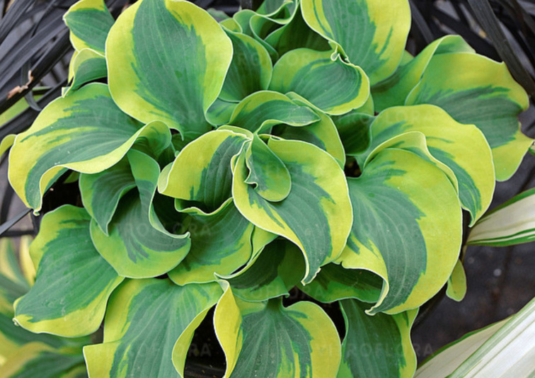 Hosta School Mouse