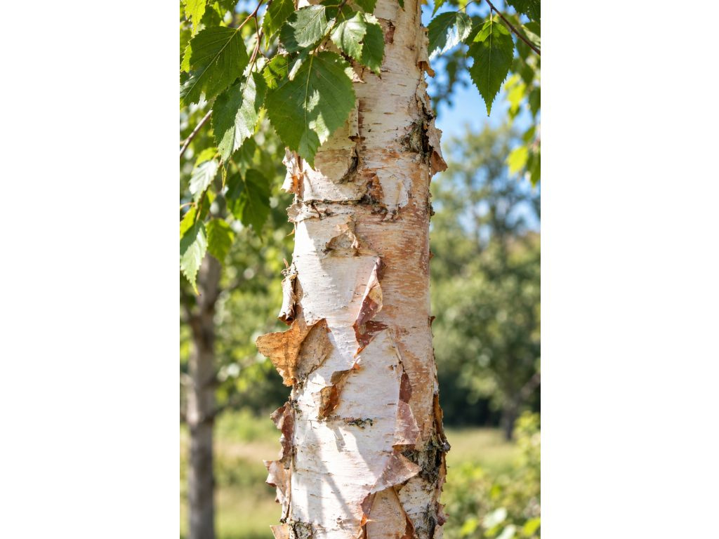 Breza papierová, výška 40-70 cm, kvetináč 9 cm