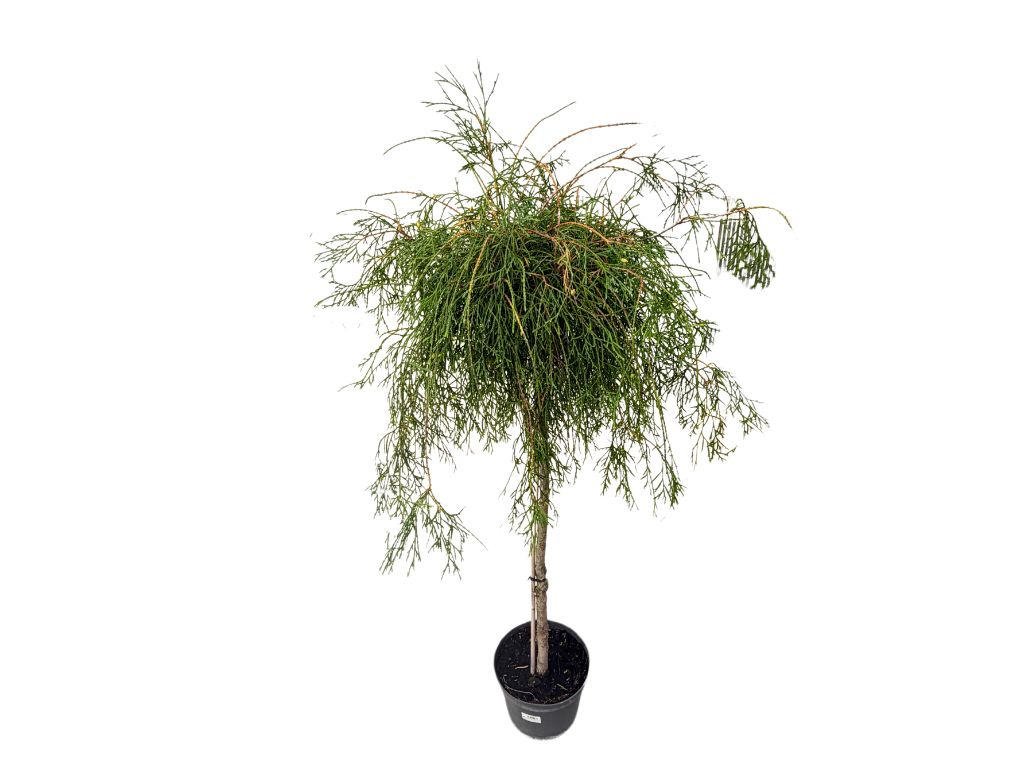 Tuja západná FILIFORMIS na kmienku 110-130 cm, kont. 7,5-10 l