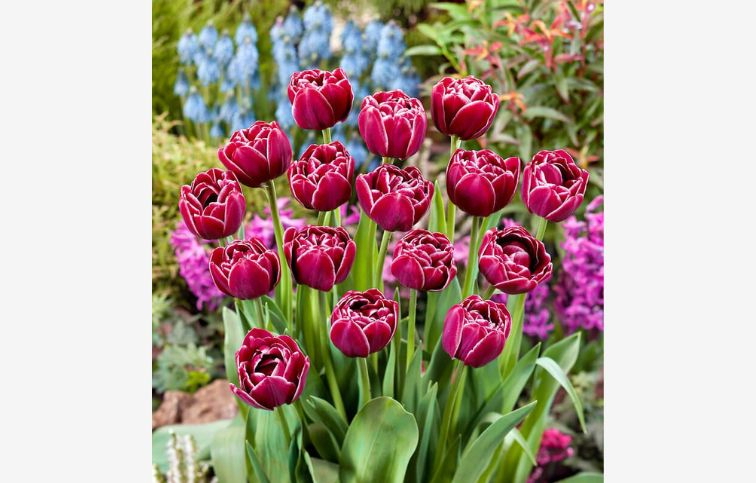 Tulipán Dream Touch 5 ks v balení