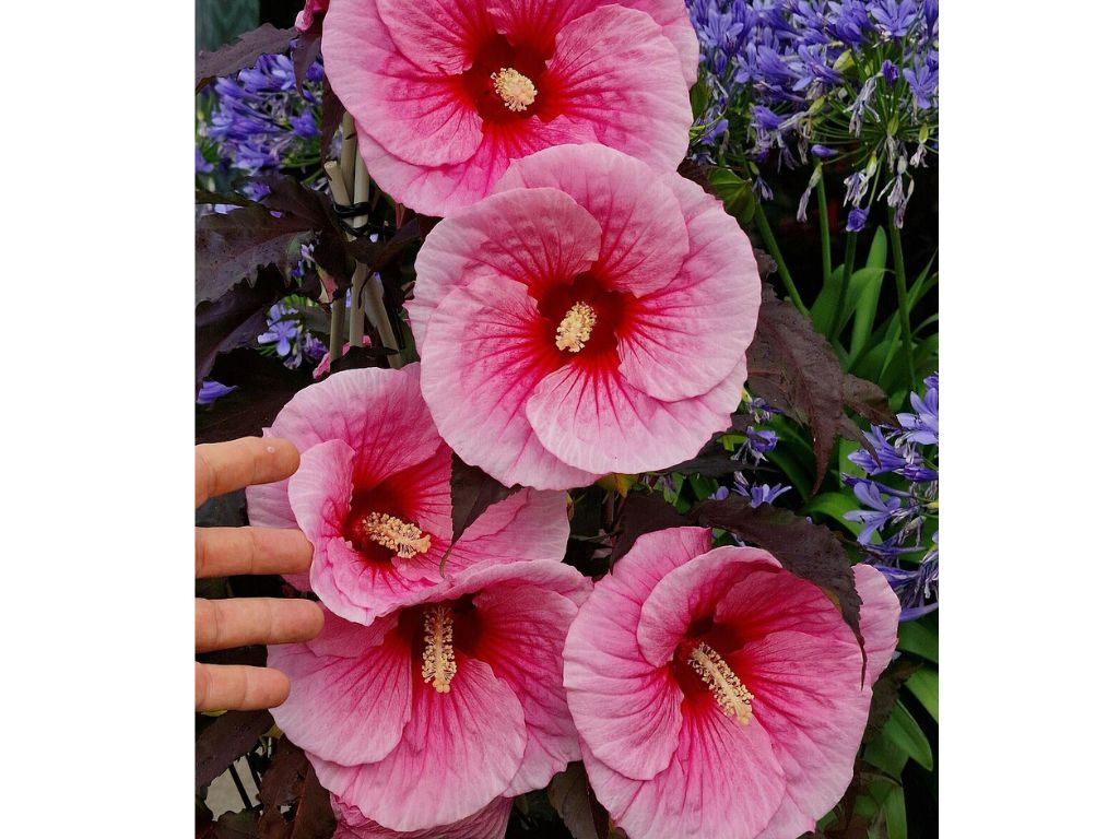 Ibištek bahenný Big Pansy, výška 20-30 cm, kvetináč 1,5 l