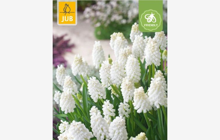 Modrica White Magic 15 ks v balení