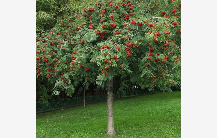 Jarabina vtáčia Pendula na kmienku, výška 160-180 cm, kont. 5 l
