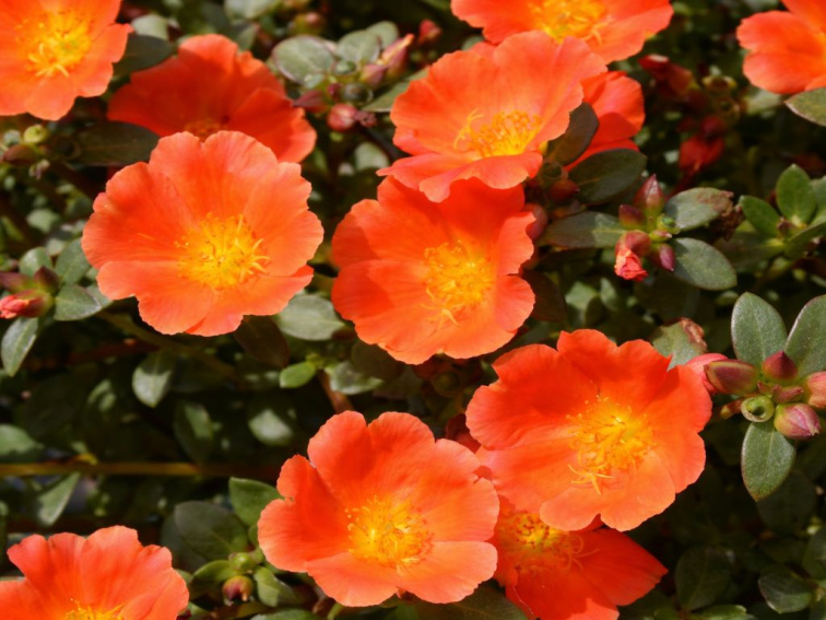 Portulaka Mega Pazzaz Orange