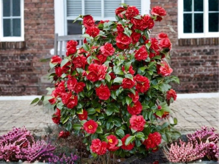 Kamélia japonská Dr. Burnside, výška 50-60 cm, kvetináč 9 l