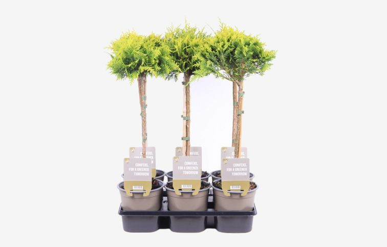 Cypruštek lawsonov Stardust na kmienku, výška 50-60 cm, kont. p15