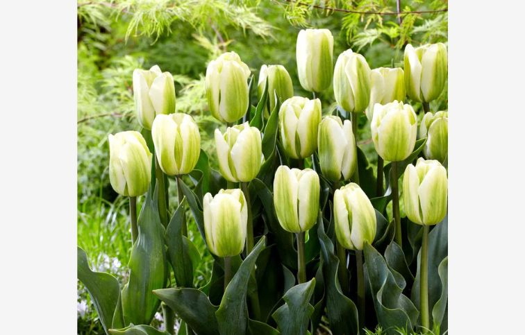 Tulipán Green Spirit 7 ks v balení