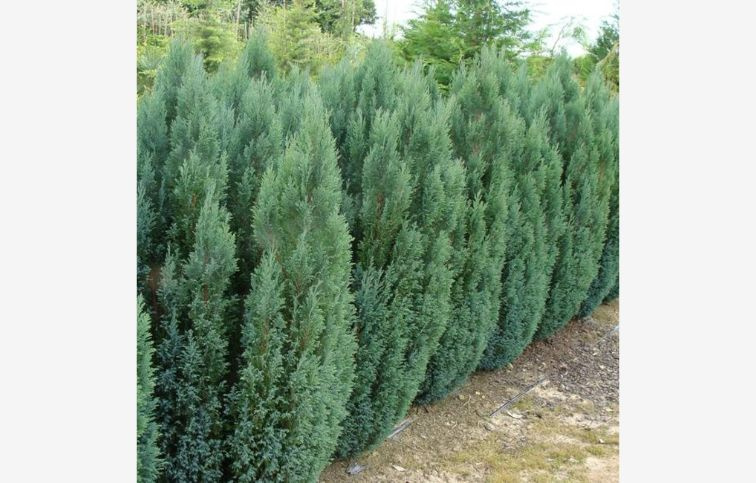 Cypruštek lawsonov Ellwoodii cca 25 cm, kont. p11