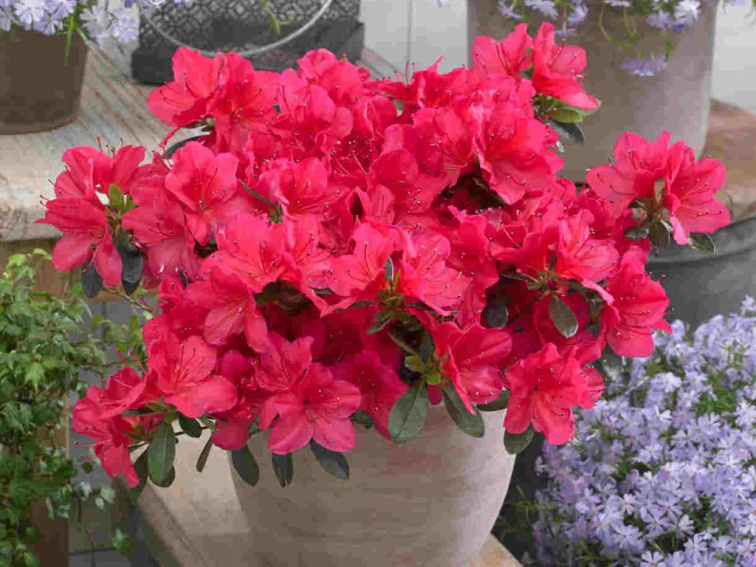 Azalka japonská Geisha Red, výška 15-20 cm, kvetináč 13 cm