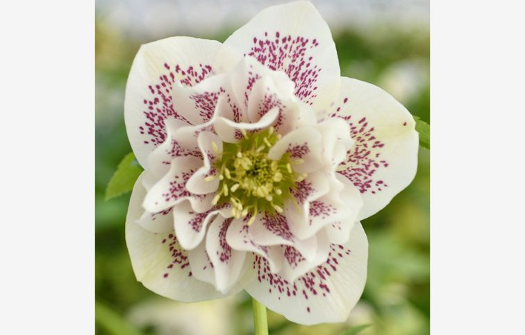 Čemerica východná Hello Pearl, kont. p14