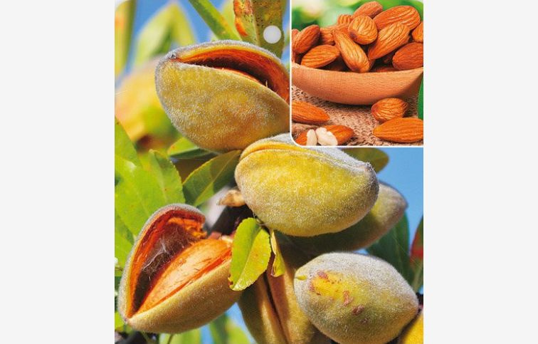 Mandľa Robijn, podp. Adesoto, 150-180 cm, kont. 6 l