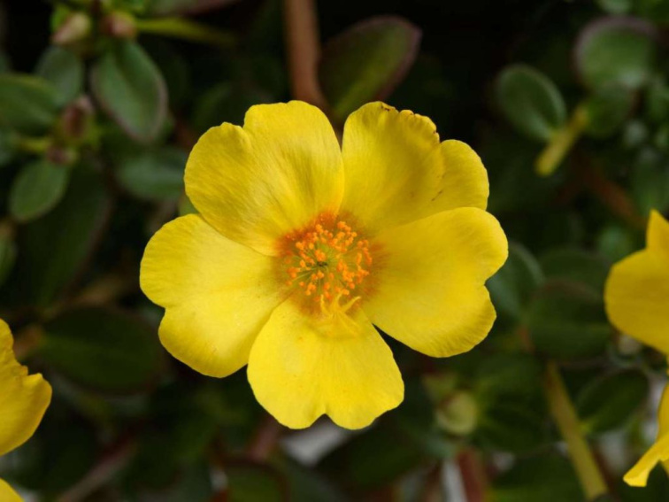 Portulaka Mega Pazzaz Gold