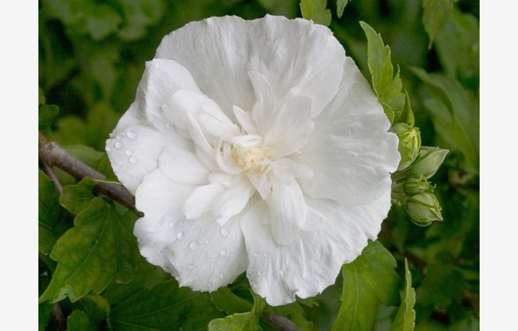 Ibištek sýrsky White Chiffon na cca 70cm kmienku, výška 100-120cm, kont. 5 l