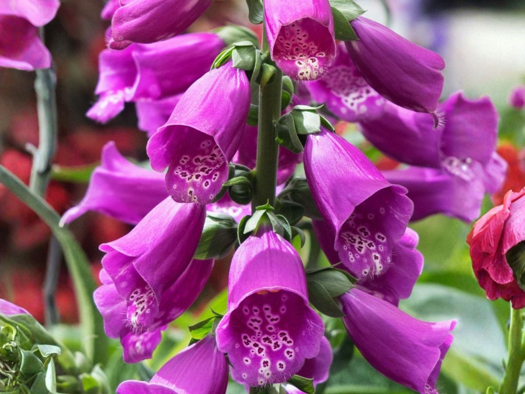 Náprstník Dottie Purple