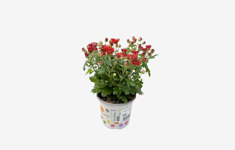 Chryzantéma Garden Mum bronzová, kont. p10,5