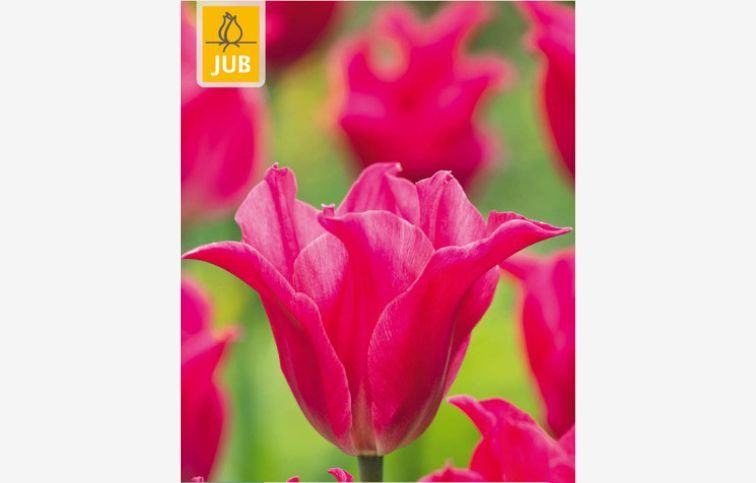 Tulipán Pretty Love 7 ks v balení