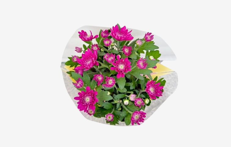 Chryzantéma Mount Tourmalet, kont. p12