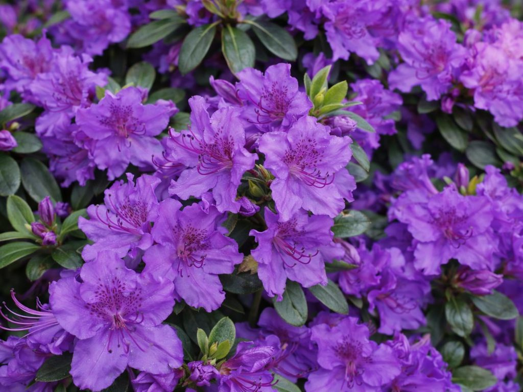 Azalka japonská Viola na 80-90 cm kmienku, výška 110-120 cm, kvetináč 12 l