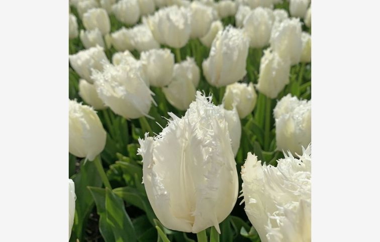 Tulipán Noordeinde 7 ks v balení