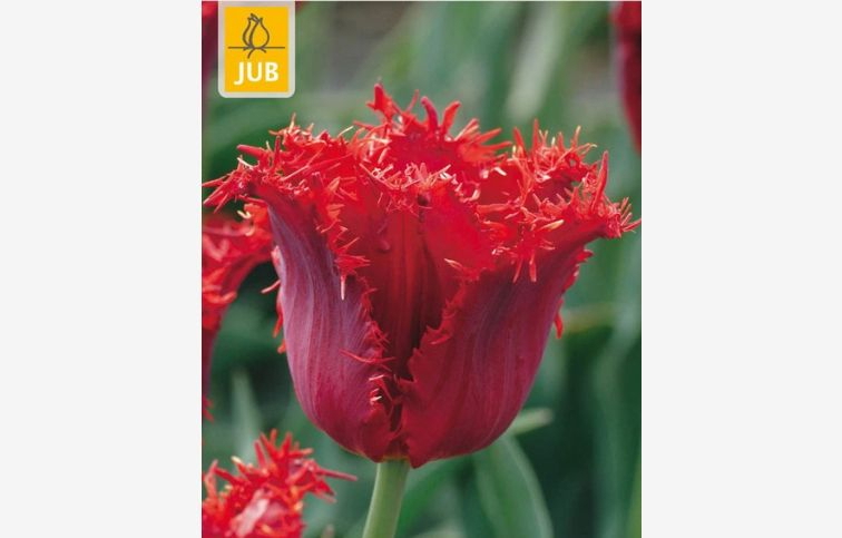 Tulipán Calibra 7 ks v balení