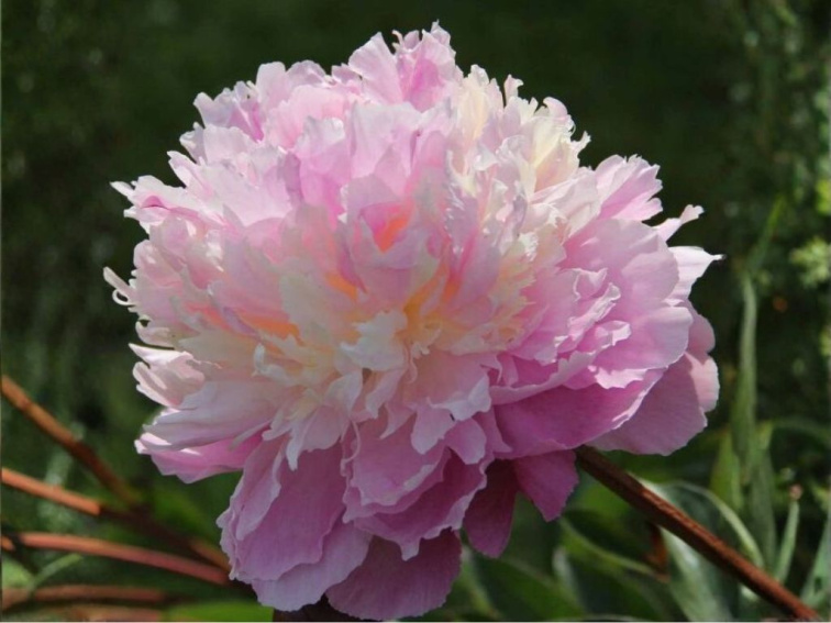 Pivonka bylinná Sorbet, kvetináč 1,5 l