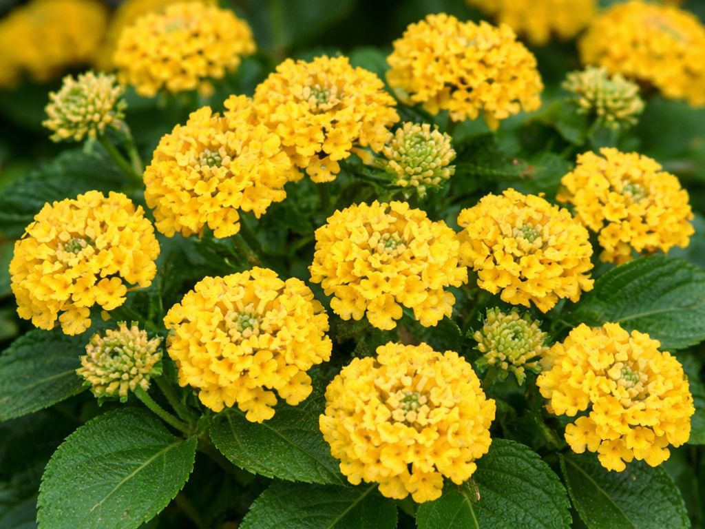 Lantana camara Havana Yellow, kvetináč 12 cm