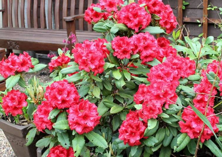 Rododendron jakušimský Dopey, výška 20-30 cm, kvetináč 15 cm