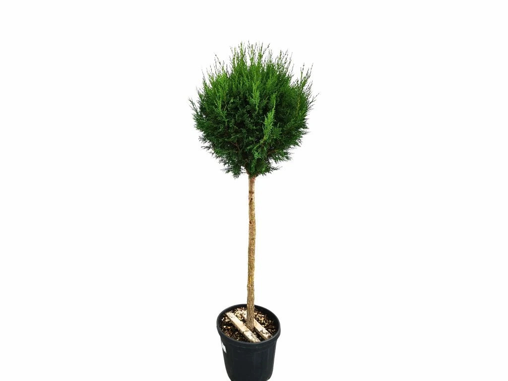Cyprusovec leylandský Pyramidalis na 70-80 cm kmienku, výška 125-150 cm, kvetináč 25 l