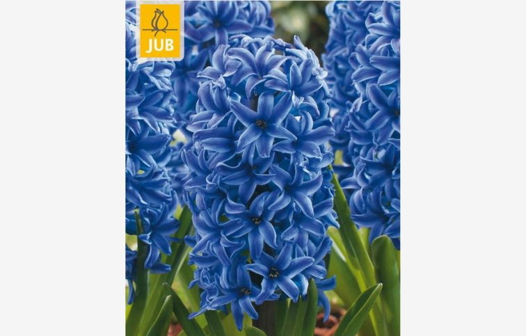 Hyacint Blue Jacket 5 ks v balení