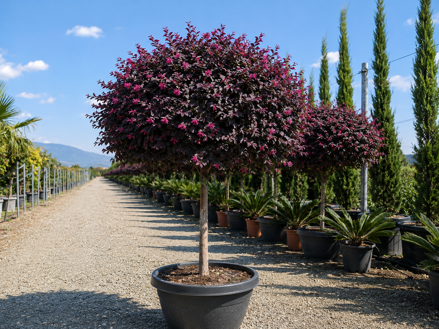Loropetalum čínske Black Pearl na 70-80 cm kmienku, výška 110-130 cm, kvetináč 15 l