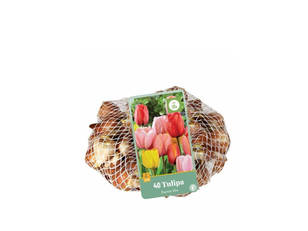 Tulipán Darwin Hybrid Mix 40 ks v balení