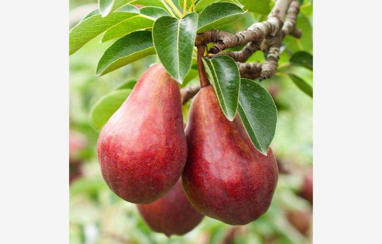 Hruška Clappova červená, podpník Kaukazská hruška, voľnok.