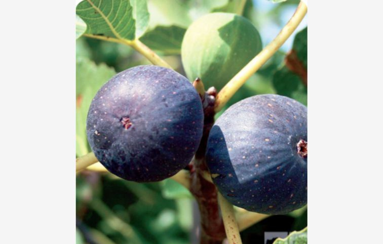 Figovník Black Mission 120-140 cm, kont. 2 l