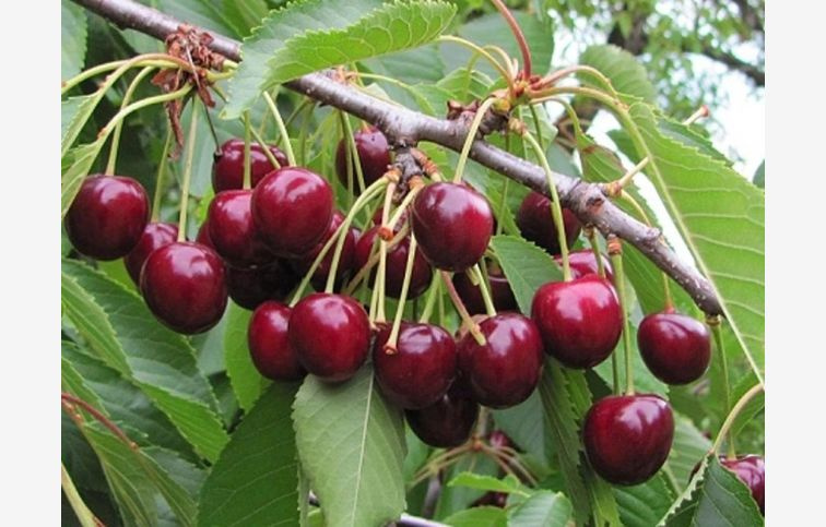 Čerešňa KAŠTÁNKA podp. Colt, voľnok.