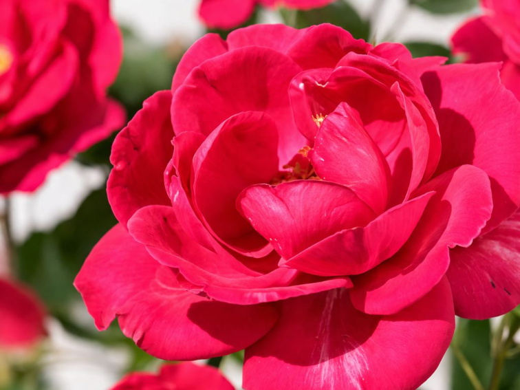 Ruža popínavá Royal Queen, výška 50-60 cm, kvetináč 1,5 l