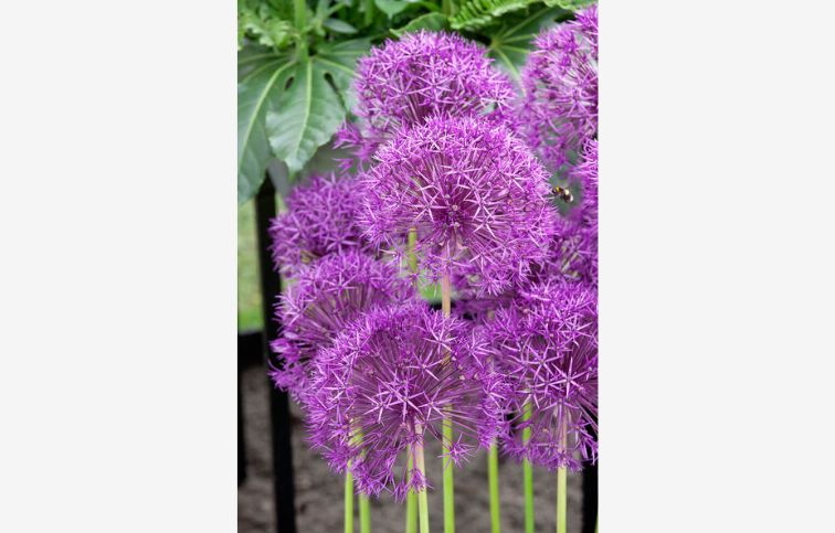 Okrasný cesnak Purple Rain 40 ks v balení