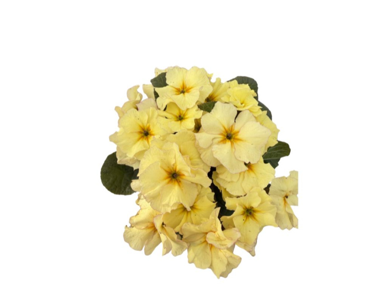 Prvosienka Obsidian Yellow, kont. 10,5 cm