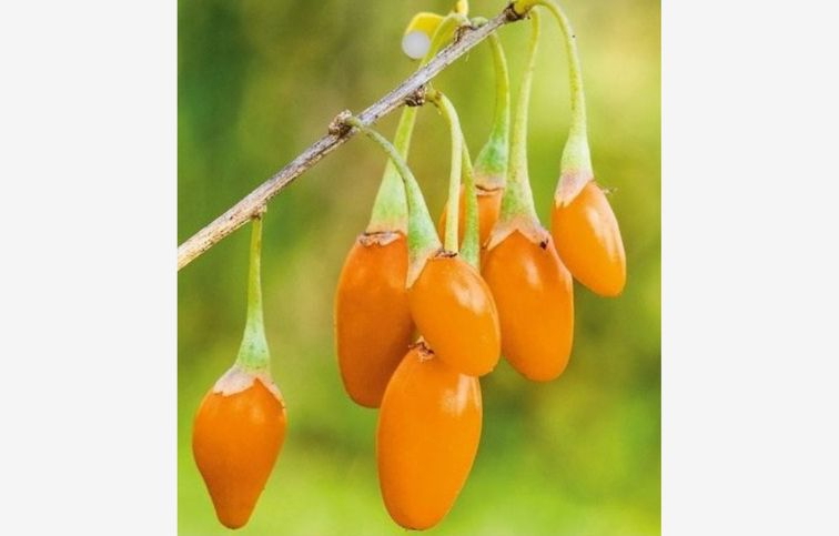 Kustovnica čínska Golden Goji - Goji 40-60cm, kont. 2 l